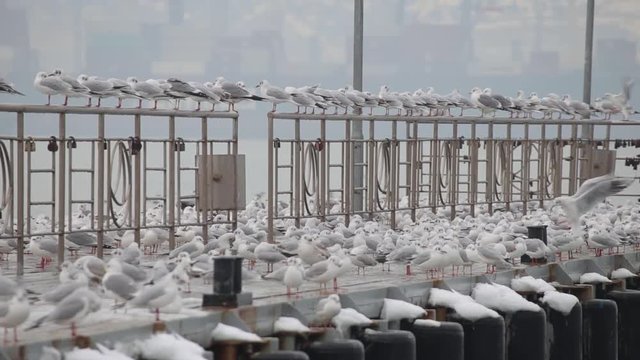 Lots of seagulls on the quay
