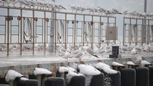 Lots of seagulls on the quay