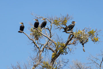 Four Double-Breasted Cormorants perched in a tree.  The three on the left looking to the left and the one on the right looking right.