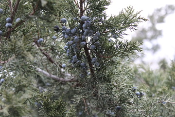 Juniper bloomed in the central park of the city