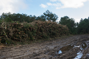 bunch of branches and tree trunks stacked on a muddy road in the forest