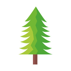 tree pine forest