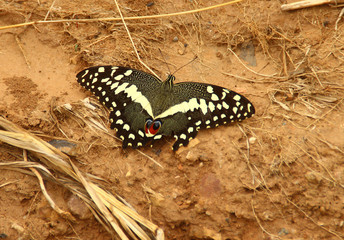 A beautiful butterfly species Papilio-demoleus with white spots and red 