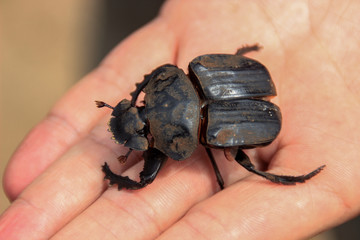 Big black dung beetle sits on the arm