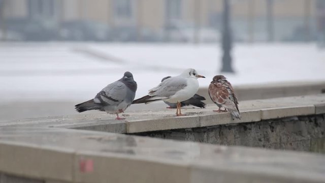 Seagulls are sitting on the waterfront