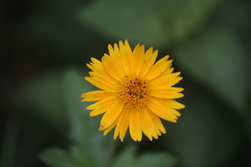 yellow arnica flower