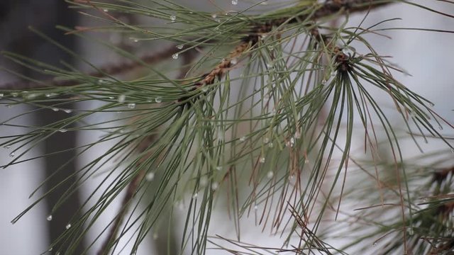 Drops of frost on the needles. Macro shooting