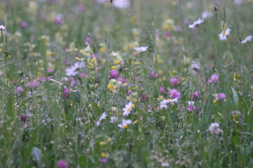 Rettet die Bienen, gegen Artensterben, jeder kann im Garten seine eigenen Beitrag leisten