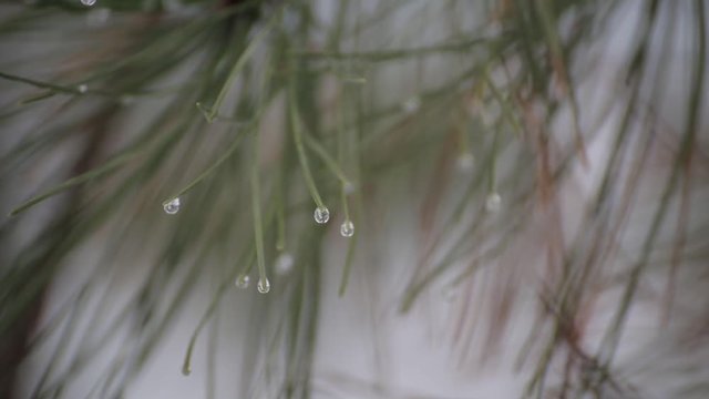 Drops of frost on the needles. Macro shooting