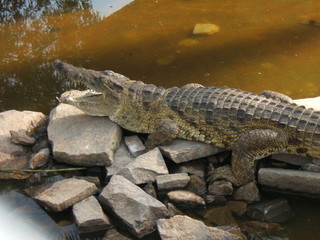 ELEGANT IDLING WILD AFRICAN CROCODILE 