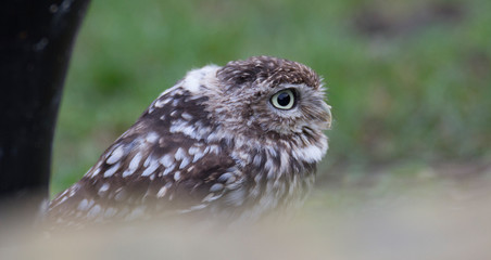 Burrowing owl 