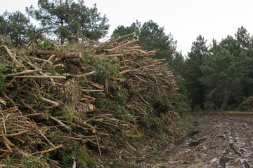 bunch of branches and tree trunks stacked on a muddy road in the forest