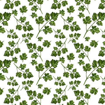 Cilantro - Hand Painted Watercolour