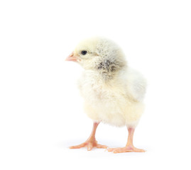 Little chicken isolated on white