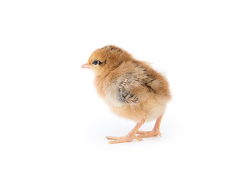 Little chicken isolated on white