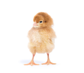 Fototapeta premium Little chicken isolated on white