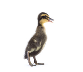 Cute little newborn fluffy duckling. One young duck isolated on a white background.