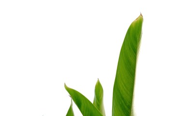 Bird of paradise plant growing in botanical garden on white isolated background for green foliage backdrop 