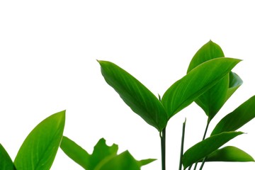Close up water plant leaves on white isolated background for green foliage backdrop 