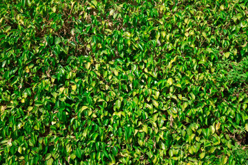 Obraz premium grass texture from a field