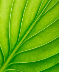 Texture of a green leaf as background