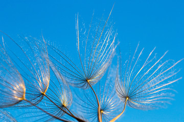 Obraz premium dandelion seeds close up blowing in blue background