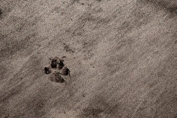 Dog's footprints in the sand; south african beach