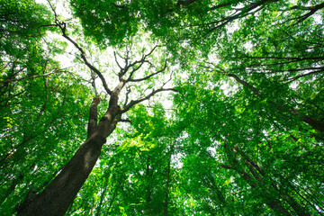 forest trees. nature green wood sunlight backgrounds