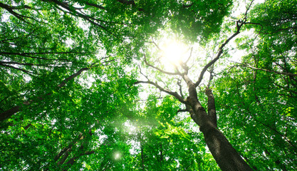 Fototapeta premium forest trees. nature green wood sunlight backgrounds