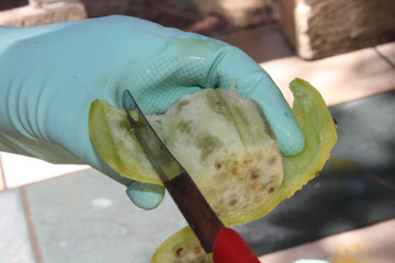 Woman is slicing fruit Fichi d'India Opuntia ficus-indica