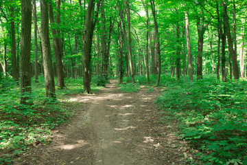 Fototapeta na wymiar green Forest trees. nature green wood sunlight backgrounds