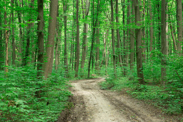 green Forest trees. nature green wood sunlight backgrounds