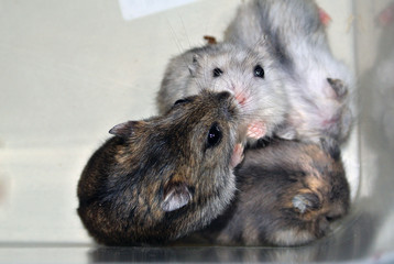 Hamsters kiss