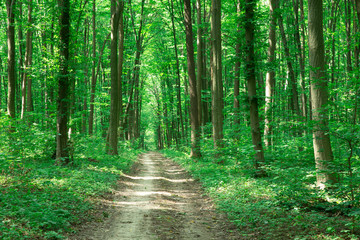 green Forest trees. nature green wood sunlight backgrounds