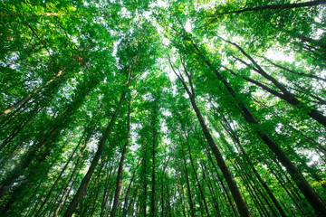 Obraz premium drzewa leśne. natura zielone światło słoneczne drewna tła