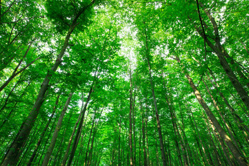 Fototapeta premium drzewa leśne. natura zielone światło słoneczne drewna tła