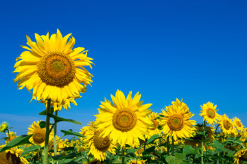 Sunflower field with cloudy blue sky