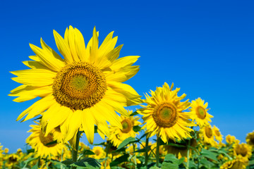 Obraz premium Sunflower field with cloudy blue sky