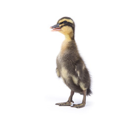 Cute little newborn fluffy duckling. One young duck isolated on a white background.