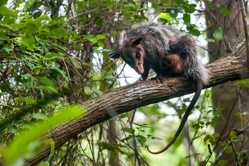 Big-eared opossum photographed in Guarapari, Espirito Santo - Southeast of Brazil. Atlantic Forest...