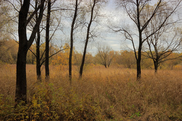 Silhouettes of trees in the autumn cloudy day