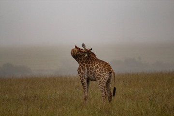 Funny close up of a giraffe's head in the african bush: cute, friendly face