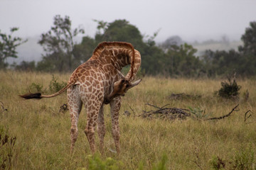 Funny close up of a giraffe's head in the african bush: cute, friendly face