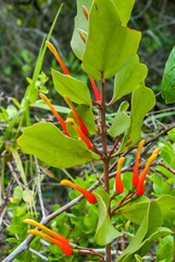 Mistletoe  photographed in Guarapari, Espirito Santo - Southeast of Brazil. Atlantic Forest Biome. Picture made in 2008.