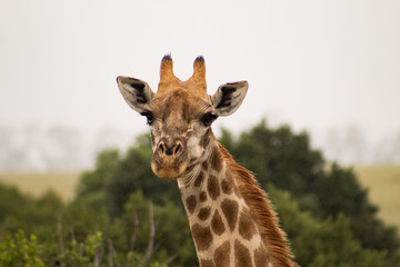 Funny close up of a giraffe's head in the african bush: cute, friendly face