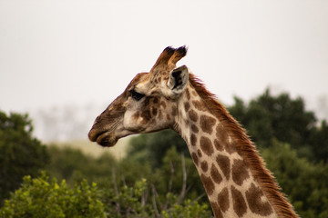 Funny close up of a giraffe's head in the african bush: cute, friendly face