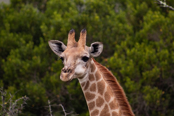 Obraz premium Funny close up of a giraffe's head in the african bush: cute, friendly face