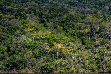 Fototapeta na wymiar Forest Landscape photographed in the city of Cariacica, Espirito Santo - Southeast of Brazil. Atlantic Forest Biome. Picture made in 2010.