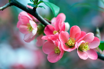 Ornamental shrub Chaenomeles japonica cultivar superba with beautiful light pink petals and yellow center