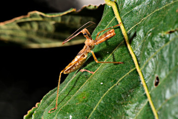 insect photographed in the city of Cariacica, Espirito Santo - Southeast of Brazil. Atlantic Forest Biome. Picture made in 2010.